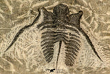 30867 - Top Beautiful 1.45 Inch Cyphaspis (Otarion) cf. boutscharafinense Devonian Trilobite