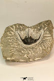 30867 - Top Beautiful 1.45 Inch Cyphaspis (Otarion) cf. boutscharafinense Devonian Trilobite