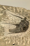 30867 - Top Beautiful 1.45 Inch Cyphaspis (Otarion) cf. boutscharafinense Devonian Trilobite