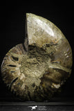 22134 - Cut & Polished 5.50 Inch Cleoniceras sp Lower Cretaceous Ammonite Madagascar - Agatized