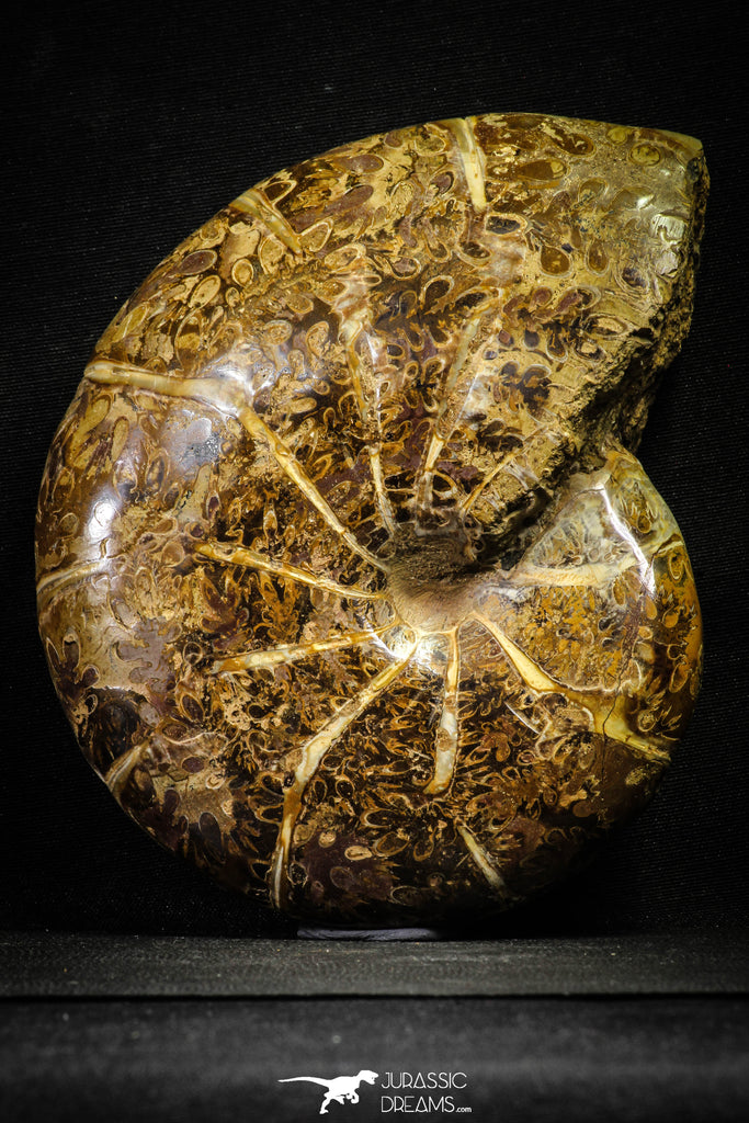 22137 - Nice Agatized 6.61 Inch Cleoniceras sp Lower Cretaceous Ammonite Madagascar