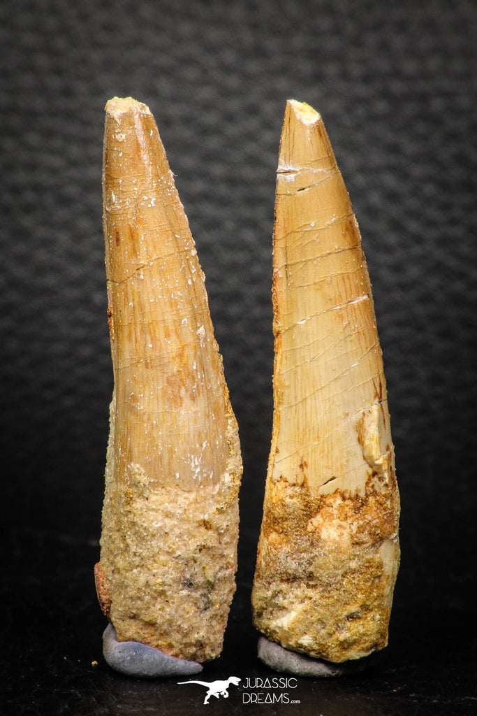 05607 - Great Collection of 2 Spinosaurus Dinosaur Teeth Cretaceous KemKem Beds