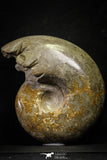 22139 - Beautiful 7.01 inch Shloenbacchia Polished Cretaceous Ammonite Fossil - Khenifra, Morocco