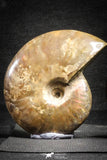 22146 - Nice Collection of 5 Cleoniceras sp Lower Cretaceous Ammonite Madagascar