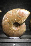 22146 - Nice Collection of 5 Cleoniceras sp Lower Cretaceous Ammonite Madagascar