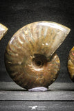 22146 - Nice Collection of 5 Cleoniceras sp Lower Cretaceous Ammonite Madagascar