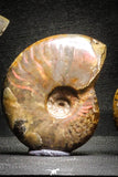 22146 - Nice Collection of 5 Cleoniceras sp Lower Cretaceous Ammonite Madagascar