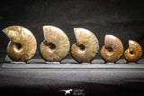 22146 - Nice Collection of 5 Cleoniceras sp Lower Cretaceous Ammonite Madagascar