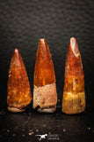 05611 - Great Collection of 3 Spinosaurus Dinosaur Teeth Cretaceous KemKem Beds