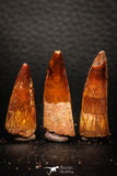 05611 - Great Collection of 3 Spinosaurus Dinosaur Teeth Cretaceous KemKem Beds