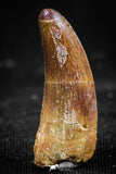 06067 - Top Beautiful 0.96 Inch Serrated Abelisaur Dinosaur Tooth Cretaceous KemKem Beds