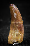 06067 - Top Beautiful 0.96 Inch Serrated Abelisaur Dinosaur Tooth Cretaceous KemKem Beds