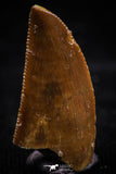 06074 - Nicely Serrated 0.76 Inch Abelisaur Dinosaur Tooth Cretaceous KemKem Beds