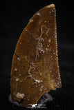 06074 - Nicely Serrated 0.76 Inch Abelisaur Dinosaur Tooth Cretaceous KemKem Beds