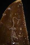 06074 - Nicely Serrated 0.76 Inch Abelisaur Dinosaur Tooth Cretaceous KemKem Beds