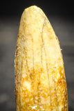 22241 - Well Preserved 1.33 Inch Rebbachisaurus Diplodocoid Sauropod Dinosaur Tooth