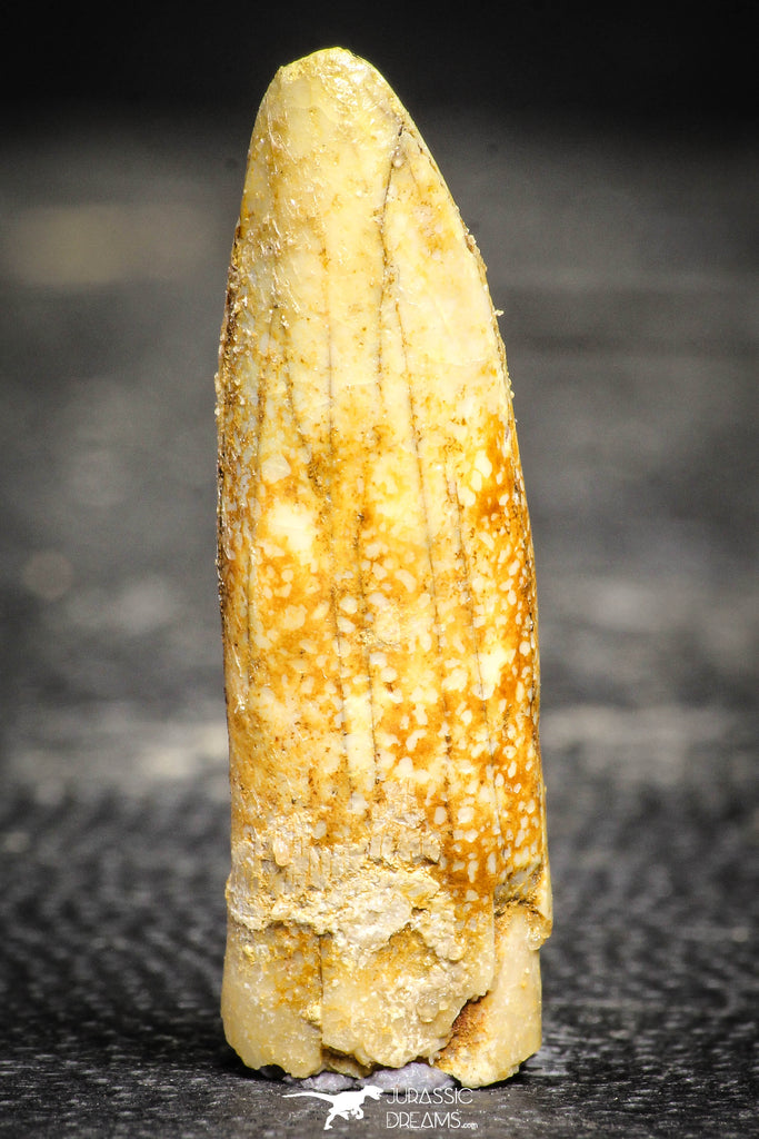 22241 - Well Preserved 1.33 Inch Rebbachisaurus Diplodocoid Sauropod Dinosaur Tooth