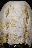 07789 - Top Rare Unidentified Mosasaur Premaxillary Nose Bone Cretaceous