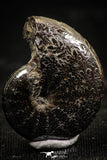 06107 - Stunning Pyritized 0.92 Inch Phylloceras Lower Cretaceous Ammonites