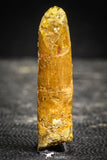 22242 - Beautiful 1.83 Inch Rebbachisaurus Diplodocoid Sauropod Dinosaur Tooth