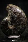 06107 - Stunning Pyritized 0.92 Inch Phylloceras Lower Cretaceous Ammonites