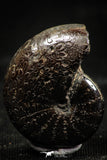 06107 - Stunning Pyritized 0.92 Inch Phylloceras Lower Cretaceous Ammonites