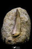 20794 - Finest Quality 2.23 Inch Elasmosaur (Zarafasaura oceanis) Tooth in Matrix