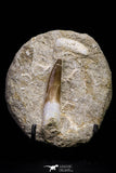 20797 - Finest Quality 2.05 Inch Elasmosaur (Zarafasaura oceanis) Tooth in Matrix