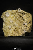 22212 - Beautiful 142.4 in Quartz Crystals in Natural Matrix - Imilchil (Morocco)