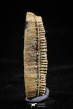 06141 - Well Preserved 1.09 Inch Myliobatis Stingray Dental Plate Paleocene