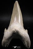 06145 - Top Huge 2.93 Inch OTODUS OBLIQUUS (mackerel shark) Tooth Paleocene