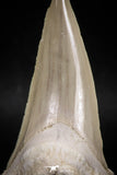 06145 - Top Huge 2.93 Inch OTODUS OBLIQUUS (mackerel shark) Tooth Paleocene