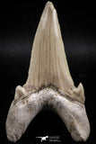 06145 - Top Huge 2.93 Inch OTODUS OBLIQUUS (mackerel shark) Tooth Paleocene