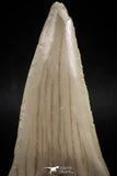 06145 - Top Huge 2.93 Inch OTODUS OBLIQUUS (mackerel shark) Tooth Paleocene