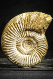 22227 - Great Collection of 2 Perisphinctes virguloides Late Jurassic Ammonite - Madagascar