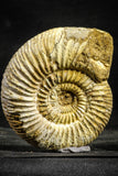 22227 - Great Collection of 2 Perisphinctes virguloides Late Jurassic Ammonite - Madagascar