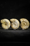 22227 - Great Collection of 2 Perisphinctes virguloides Late Jurassic Ammonite - Madagascar