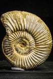 22227 - Great Collection of 2 Perisphinctes virguloides Late Jurassic Ammonite - Madagascar