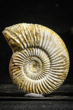 22227 - Great Collection of 2 Perisphinctes virguloides Late Jurassic Ammonite - Madagascar