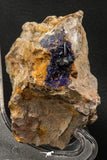 07807 - Beautiful Deep Blue Azurite Crystals on Carbonate Matrix - Kerrouchen (Morocco)