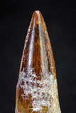 20814 - Well Preserved 1.54 Inch Spinosaurus Dinosaur Tooth Cretaceous