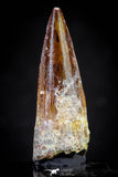 20814 - Well Preserved 1.54 Inch Spinosaurus Dinosaur Tooth Cretaceous