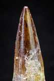 20814 - Well Preserved 1.54 Inch Spinosaurus Dinosaur Tooth Cretaceous