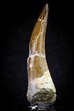 20816 - Nicely Preserved 2.99 Inch Elasmosaur (Zarafasaura oceanis) Tooth