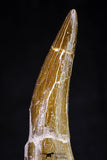 20816 - Nicely Preserved 2.99 Inch Elasmosaur (Zarafasaura oceanis) Tooth