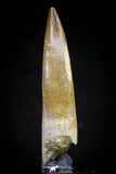 20824 - Nicely Preserved 2.61 Inch Elasmosaur (Zarafasaura oceanis) Tooth