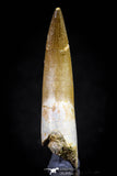 20824 - Nicely Preserved 2.61 Inch Elasmosaur (Zarafasaura oceanis) Tooth