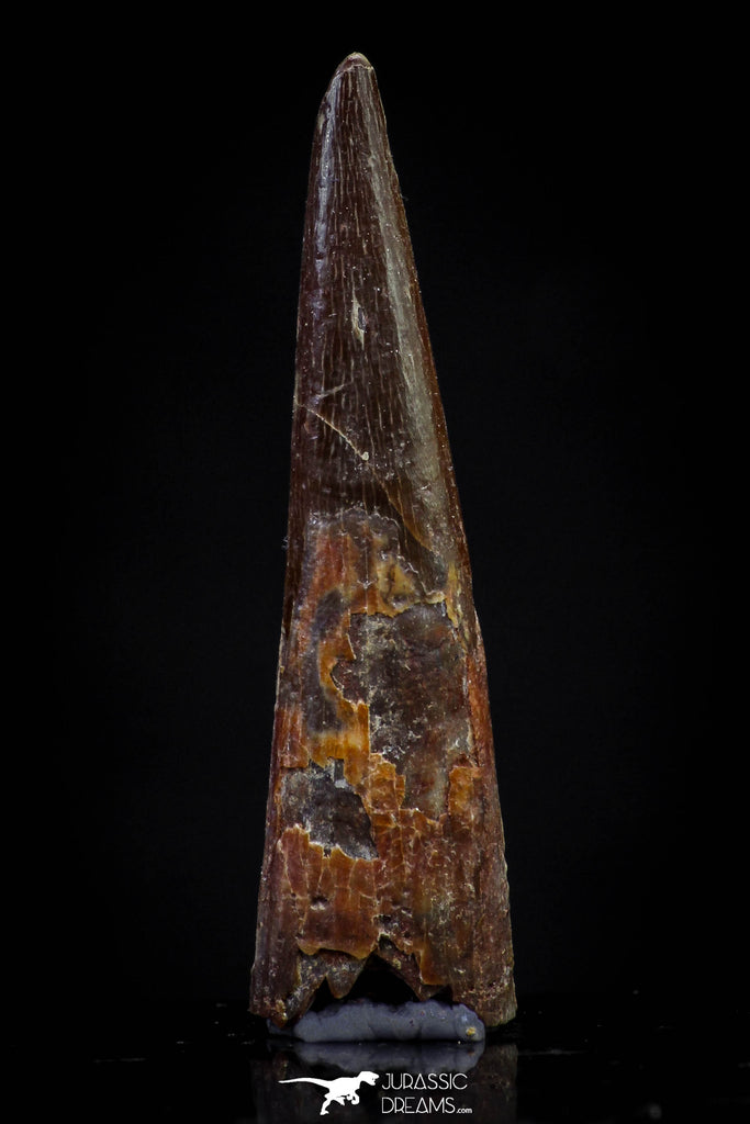 20833 - Finest Quality 1.14 Inch Pterosaur (Coloborhynchus) Tooth Cretaceous KemKem