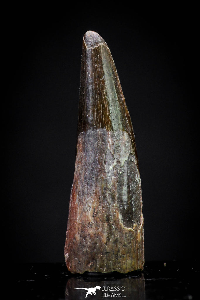 20837 - Collector Grade 0.90 Inch Pterosaur (Coloborhynchus) Tooth Cretaceous KemKem