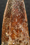 05929 - Well Preserved 1.90 Inch Spinosaurus Dinosaur Tooth Cretaceous